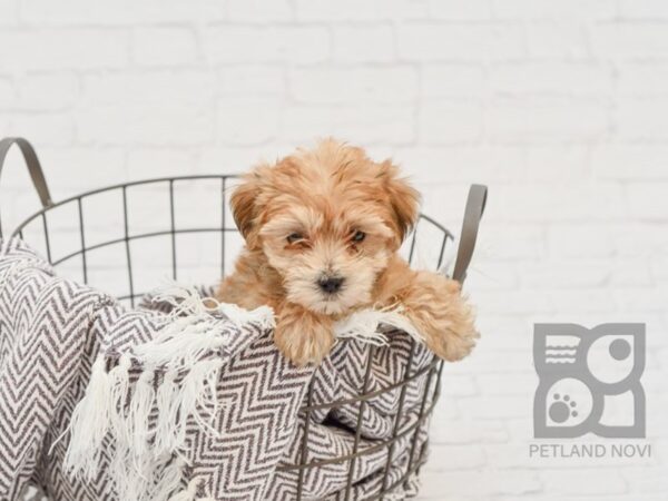 Morkie DOG Male BEIGE 33663 Petland Novi, Michigan