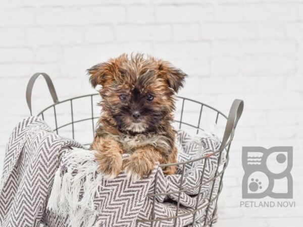 Shorkie DOG Female brindle 33664 Petland Novi, Michigan