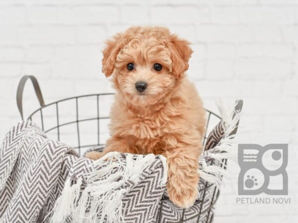 Bichon Poo DOG Female RED 33665 Petland Novi, Michigan