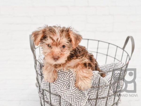 Yorkshire Terrier DOG Female CHOC TAN 33666 Petland Novi, Michigan