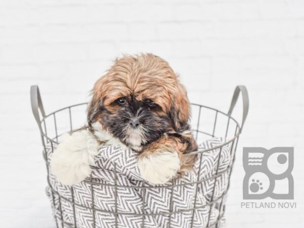 Lhasa Apso DOG Male Brown 33667 Petland Novi, Michigan