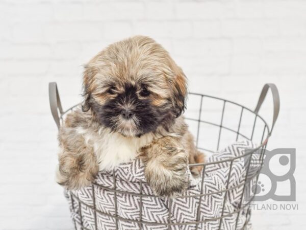 Lhasa Apso DOG Male Brown 33668 Petland Novi, Michigan