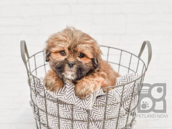 Lhasa Apso DOG Female Brown 33669 Petland Novi, Michigan