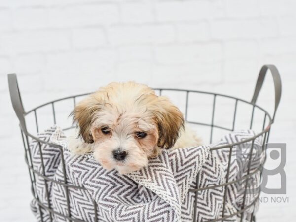 Havapoo-DOG-Male-Gold & White-33670-Petland Novi, Michigan