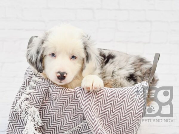 Miniature Australian Shepherd DOG Male Blue Merle 33671 Petland Novi, Michigan