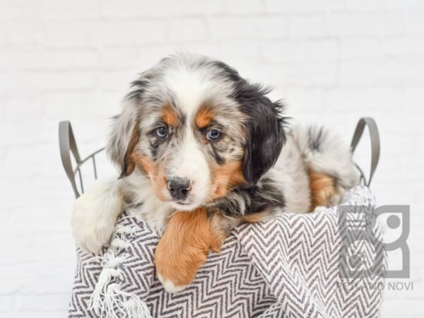 Miniature Australian Shepherd-DOG-Female-Blue Merle-33672-Petland Novi, Michigan