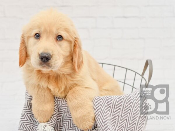 Golden Retriever DOG Male Gold 33673 Petland Novi, Michigan