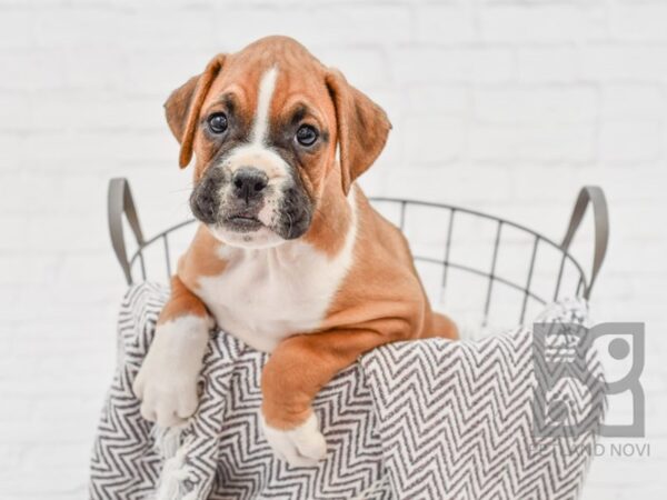 Boxer DOG Male Fawn & White 33674 Petland Novi, Michigan