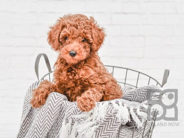 Moyen Goldendoodle-DOG-Female-Red-33675-Petland Novi, Michigan