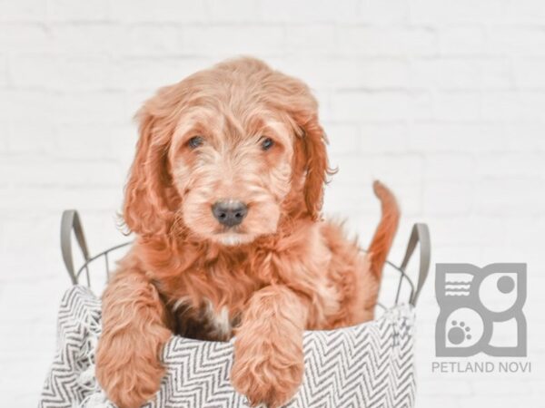 F1 Standard Goldendoodle DOG Female Dark Red 33676 Petland Novi, Michigan