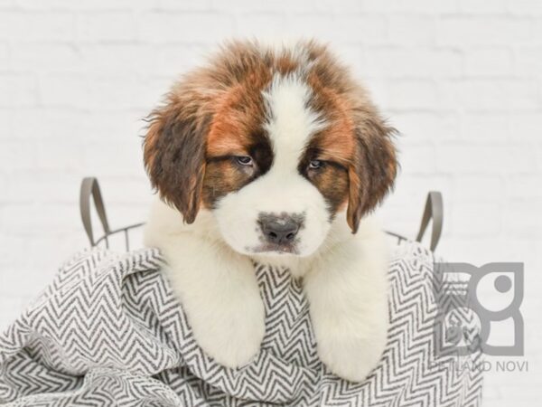 Saint Bernard DOG Male Sable & White 33677 Petland Novi, Michigan