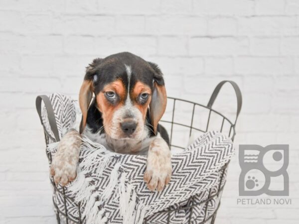 Beagle DOG Male Tri 33678 Petland Novi, Michigan