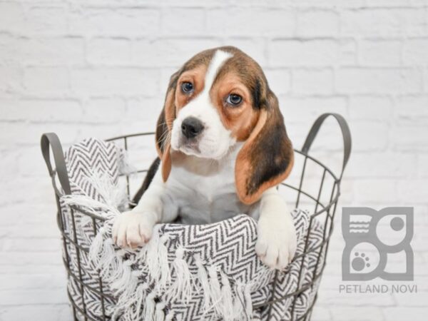 Beagle-DOG-Female-Tri-33679-Petland Novi, Michigan