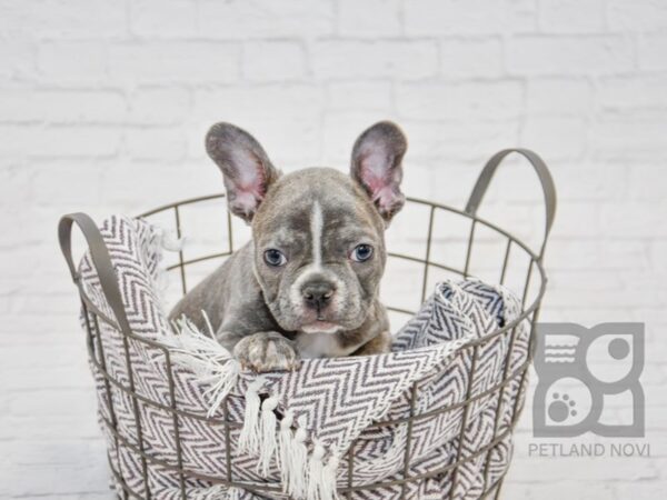 Frenchton DOG Female Blue Brindle 33680 Petland Novi, Michigan