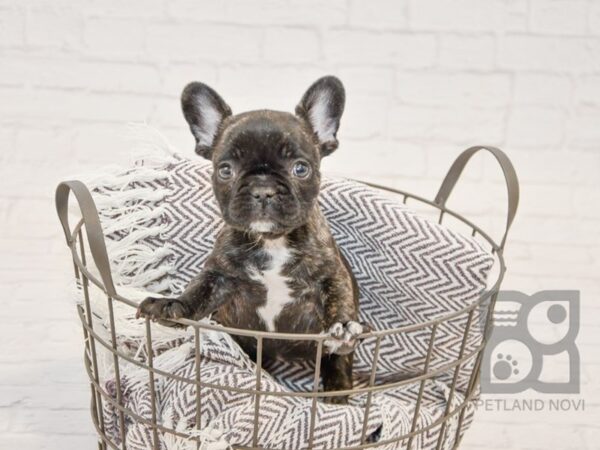 French Bulldog DOG Female Black Brindle 33682 Petland Novi, Michigan