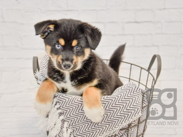 Pomsky-DOG-Male-Tri-33683-Petland Novi, Michigan