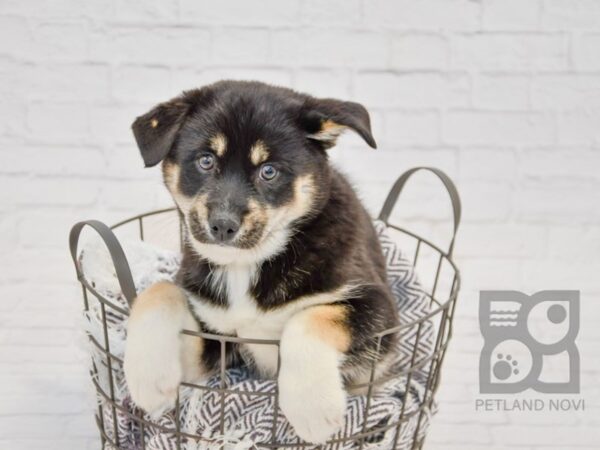 Pomsky DOG Male Black & White 33684 Petland Novi, Michigan