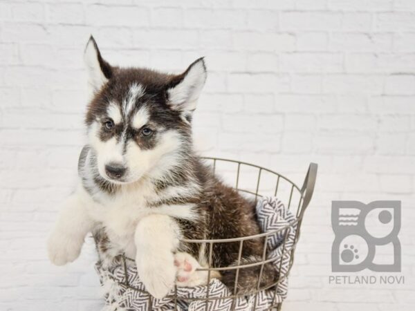 Siberian Husky DOG Female BLK & WH 33688 Petland Novi, Michigan