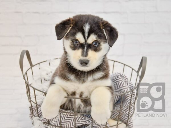 Pomsky DOG Female Black & White 33685 Petland Novi, Michigan