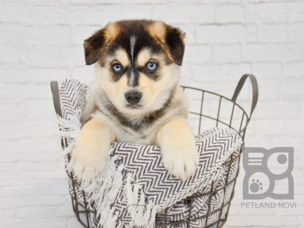 Pomsky-DOG-Male-Agouti-33686-Petland Novi, Michigan