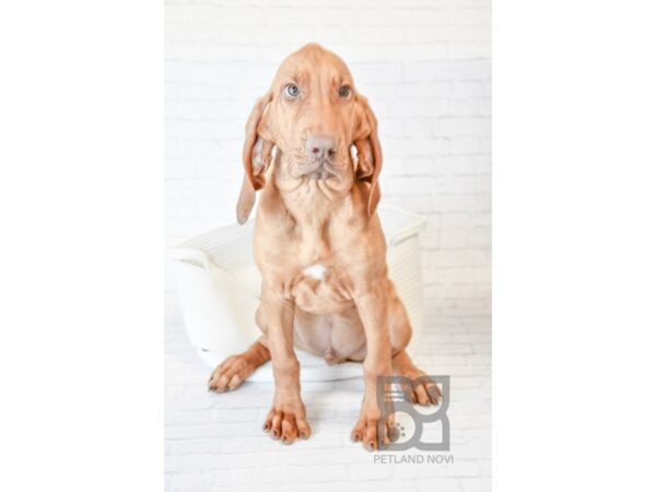 Bloodhound-DOG-Male-Red-33687-Petland Novi, Michigan