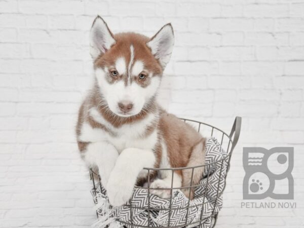 Siberian Husky DOG Male Red & White 33689 Petland Novi, Michigan