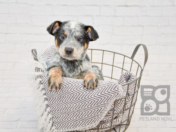 Blue Heeler DOG Male Blue Merle 33690 Petland Novi, Michigan