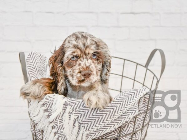 Cocker Spaniel-DOG-Male-CHOC MERLE-33691-Petland Novi, Michigan