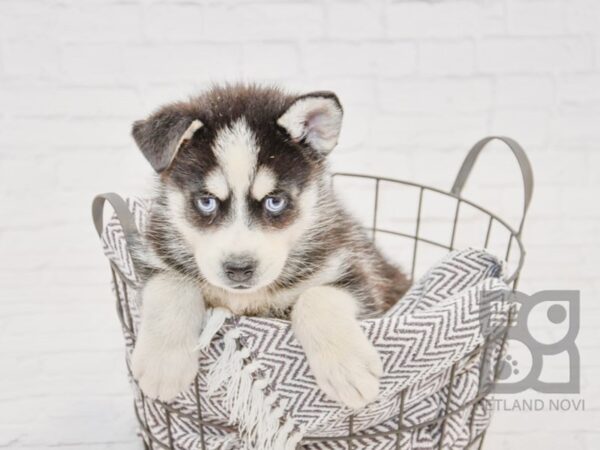 Mini Husky DOG Male BLK WHITE 33692 Petland Novi, Michigan