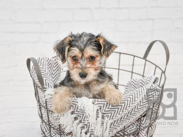 Morkie DOG Female BLK TAN 33693 Petland Novi, Michigan