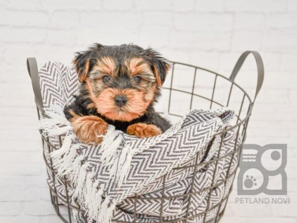 Yorkshire Terrier DOG Male BLK TAN 33694 Petland Novi, Michigan