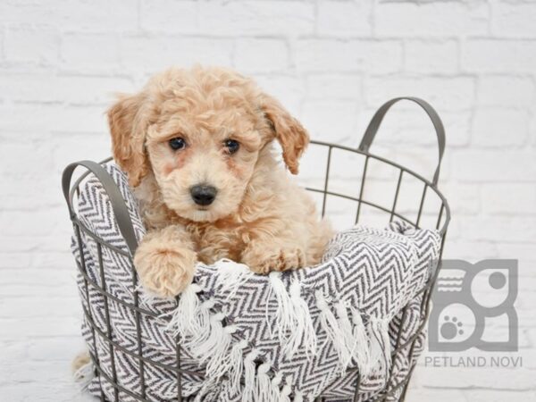 Bichon Poo DOG Male LIGHT RED 33695 Petland Novi, Michigan