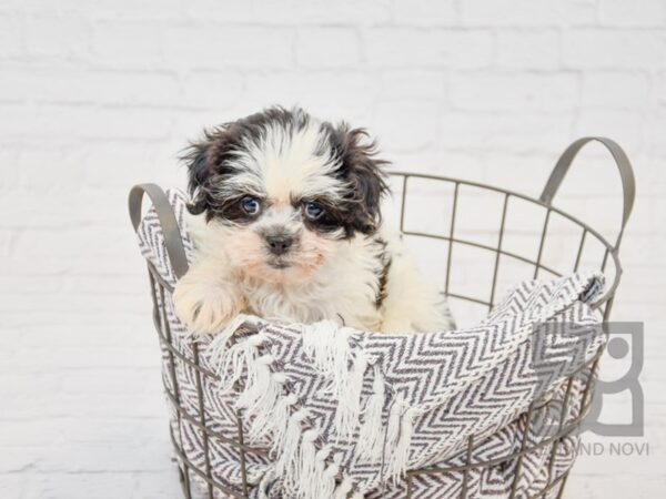 Shorkie DOG Female BLK WHITE 33696 Petland Novi, Michigan