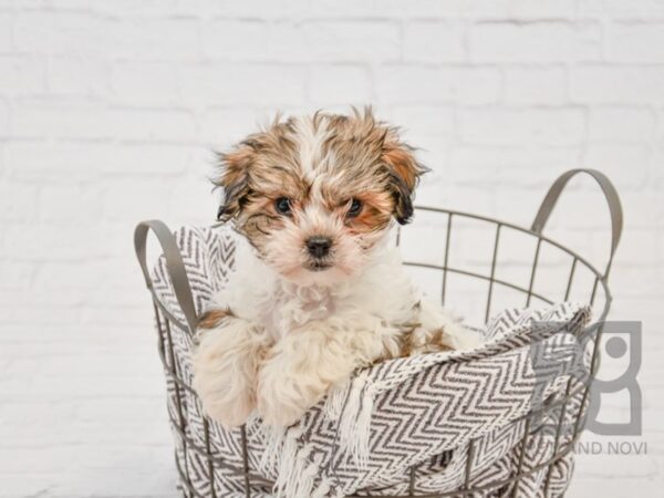 Shorkie-DOG-Male-BROWN WH-33697-Petland Novi, Michigan