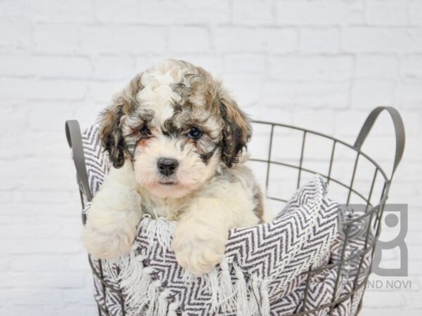 Teddy Bear-DOG-Male-BROWN WH-33698-Petland Novi, Michigan