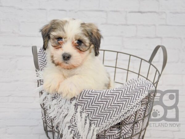 Teddy Bear-DOG-Male-BROWN WH-33699-Petland Novi, Michigan
