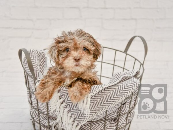 Shih Poo DOG Female Choc Merle 33700 Petland Novi, Michigan