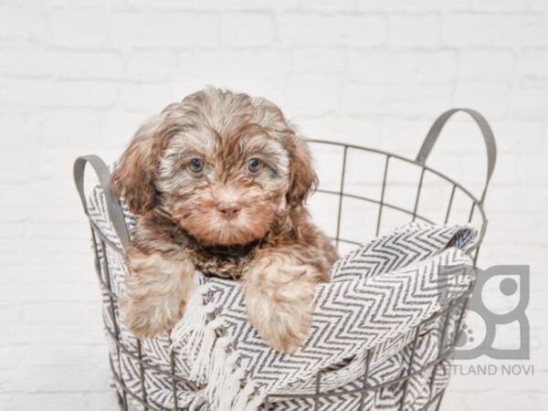 Shihpoo-DOG-Female-Choc-33701-Petland Novi, Michigan