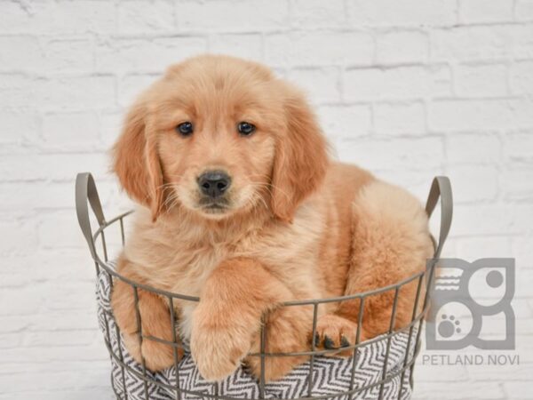 Golden Retriever-DOG-Male-Golden-33702-Petland Novi, Michigan