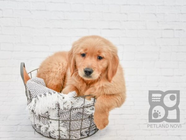 Golden Retriever DOG Male Golden 33703 Petland Novi, Michigan