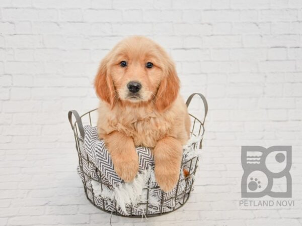 Golden Retriever DOG Female Golden 33704 Petland Novi, Michigan