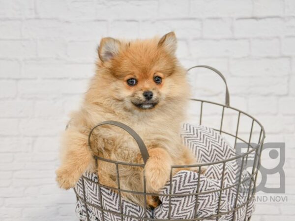 Pomeranian-DOG-Female-Sable-33705-Petland Novi, Michigan