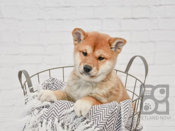 Shiba Inu DOG Female Red 33706 Petland Novi, Michigan