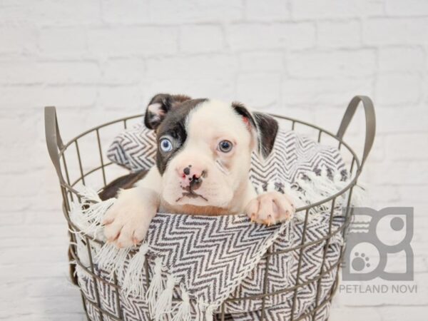 Boston Terrier-DOG-Male-Black / White-33707-Petland Novi, Michigan