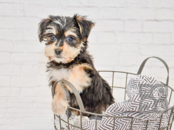 Silky-Malt-DOG-Female-Black / Tan-33708-Petland Novi, Michigan