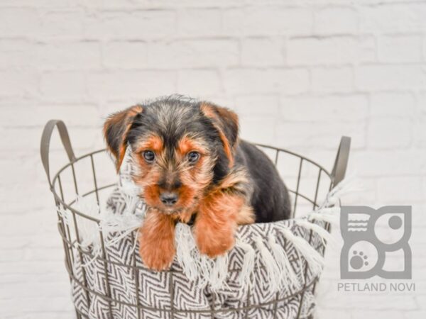 Yorkshire Terrier-DOG-Male-BLK TAN-33709-Petland Novi, Michigan