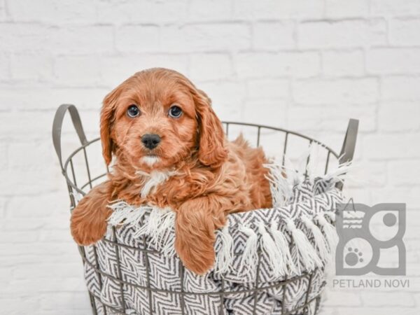 Cavapoo DOG Male RED 33710 Petland Novi, Michigan