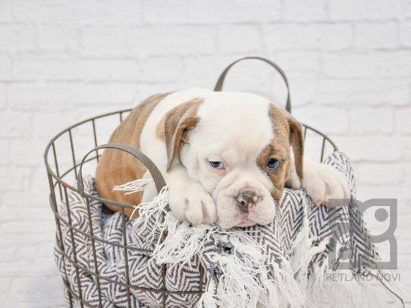 Old English Bulldog-DOG-Male-BLUE BRINDLE-33711-Petland Novi, Michigan