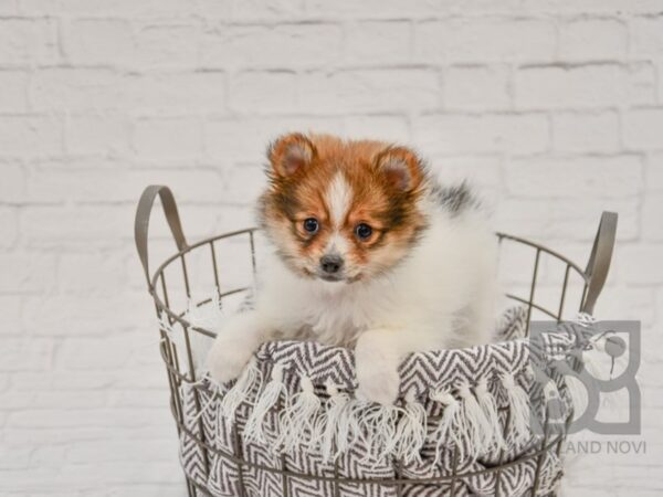 Pomeranian DOG Female SABLE WHITE 33712 Petland Novi, Michigan