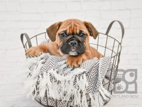 7/8 Beabull-DOG-Female-FAWN-33713-Petland Novi, Michigan